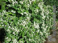 Breynia disticha, Breynia nivosa, Snow Bush, Hawaiian-Leaf Flower, Sweet Pea Bush, Calico Plant