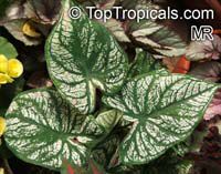 Caladium bicolor, Caladium, Fancy Leaved Caladium