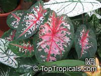 Caladium bicolor, Caladium, Fancy Leaved Caladium