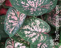 Caladium bicolor, Caladium, Fancy Leaved Caladium
