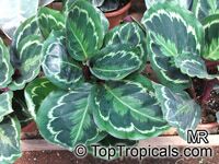 Calathea roseopicta
