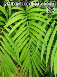 Ceratozamia robusta, Ceratozamia mexicana var. robusta, Zamia macrophylla, Palmilla, Forest Pineapple Ceratozamia robusta, Ceratozamia mexicana var. robusta, Zamia macrophylla, Palmilla, Forest Pineapple