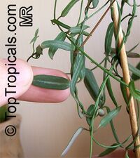 Ceropegia debilis, Ceropegia linearis ssp. debilis, Rosary Vine Ceropegia debilis, Ceropegia linearis ssp. debilis, Rosary Vine