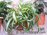 Chlorophytum sp., Spider Plant
