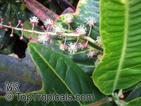 Codiaeum variegatum, Croton