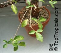 Commiphora orbicularis, Commiphora