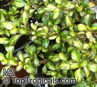 Coprosma repens, Dwarf Variegated Mirror Plant