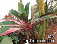 Cordyline fruticosa, Cordyline terminalis, Hawaiian Ti Leaf