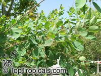 Cotinus coggygria, Rhus cotinus, Smoketree Cotinus coggygria, Rhus cotinus, Smoketree