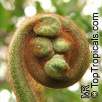 Cyathea sp., Tree Fern