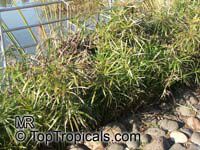 Cyperus sp., Flatsedge