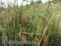 Cyperus papyrus, Papyrus, Paper Reed, Nile Grass

Click to see full-size image