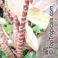 Cyrtosperma johnstonii , Arbi

Click to see full-size image