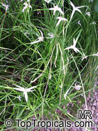 Dichromena sp., Rhynchospora sp., Star Grass, Star Rush, White Topped Sedge

Click to see full-size image