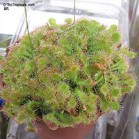 Drosera sp., Sundew