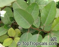 Elaeagnus pungens