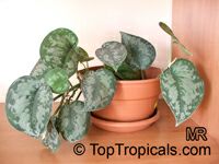 Epipremnum pictum Argyraeum, Scindapsus pictus Argyraeus, Satin Pothos, Silk Pothos, Silver Philodendron 