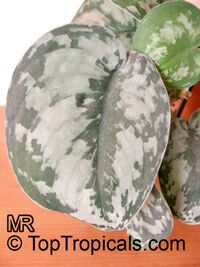 Epipremnum pictum Argyraeum, Scindapsus pictus Argyraeus, Satin Pothos, Silk Pothos, Silver Philodendron 