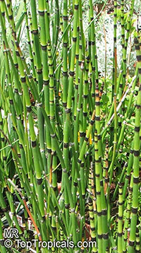 Equisetum hyemale, Horsetail, Scouring Rush

Click to see full-size image