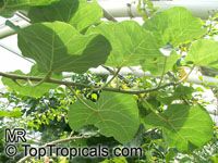 Ficus abutilifolia