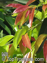 Ficus binnendijkii, Ficus maclellandii, Long-leaf fig