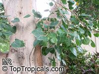 Ficus religiosa, Bo-Tree, Sacred Ficus