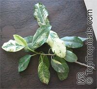 Ficus sp., Ficus