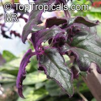 Gynura aurantiaca, Purple Passion