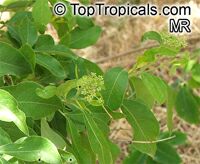 Heteromorpha arborescens, Parsley Tree