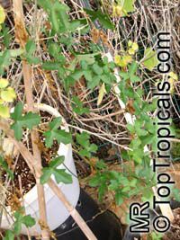 Kedrostis africana, Bryonia africana, Baboon�s Cucumber