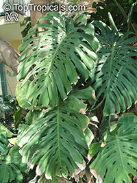 Monstera deliciosa, Philodendron pertusum, Swiss Cheese Plant, Fruit Salad Plant, Ceriman