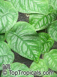 Monstera dubia, Penanola, Shingle Plant