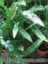 Nephrolepis sp.