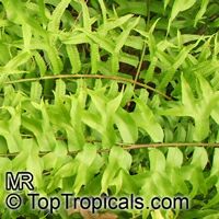 Nephrolepis falcata furcans, Nephrolepis biserrata var. furcans