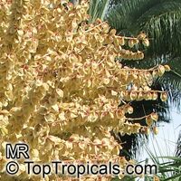 Beaucarnea recurvata, Nolina recurvata, Ponytail Palm, Pony Tail, Bottle Palm, Nolina, Elephant-foot Tree