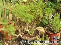 Pelargonium sp., Pelargonia, Geranium Pelargonium sp., Pelargonia, Geranium