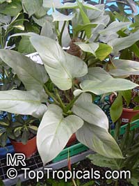 Philodendron sp., Philodendron