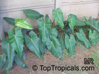 Philodendron sp., Philodendron