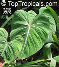 Philodendron sp., Philodendron