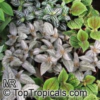 Pilea sp., Pilea