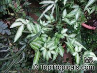 Pteris nipponica, Japanese Pteris