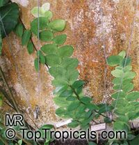 Rhaphidophora celatocaulis, Pothos celatocaulis Rhaphidophora celatocaulis, Pothos celatocaulis