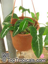 Syngonium sp., Syngonium