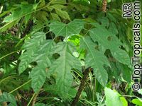 Trevesia burckii, Snow Flake Tree, Ghost