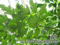 Trevesia burckii, Snow Flake Tree, Ghost