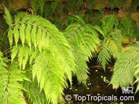 Woodwardia orientalis Woodwardia orientalis