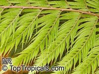 Woodwardia orientalis Woodwardia orientalis