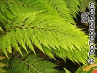 Woodwardia orientalis Woodwardia orientalis