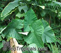 Xanthosoma robusta Xanthosoma robusta