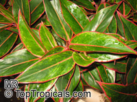 Aglaonema sp., Chinese Evergreen